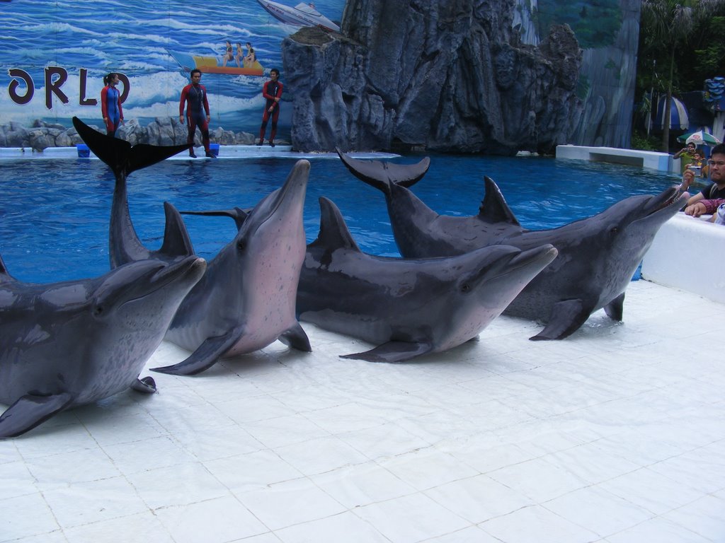 Dolphin show safari world by chinnawat39782