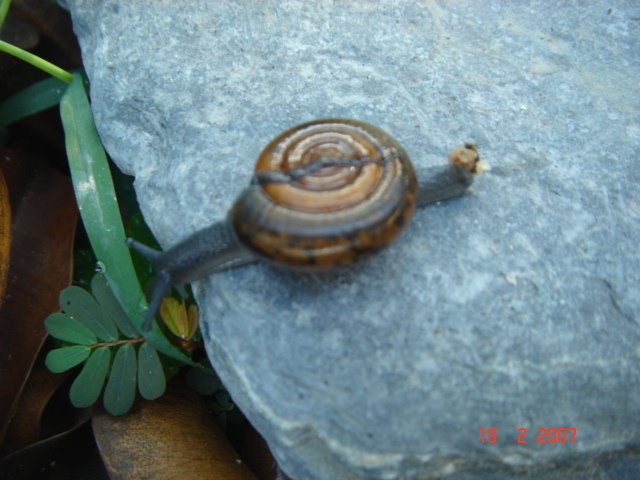 Snail @ South of Sentosa by Hui Choi Ki