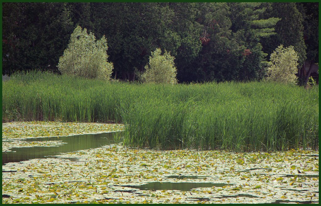 Marecage pres du Moulin d'Alton by D. St-Maurice