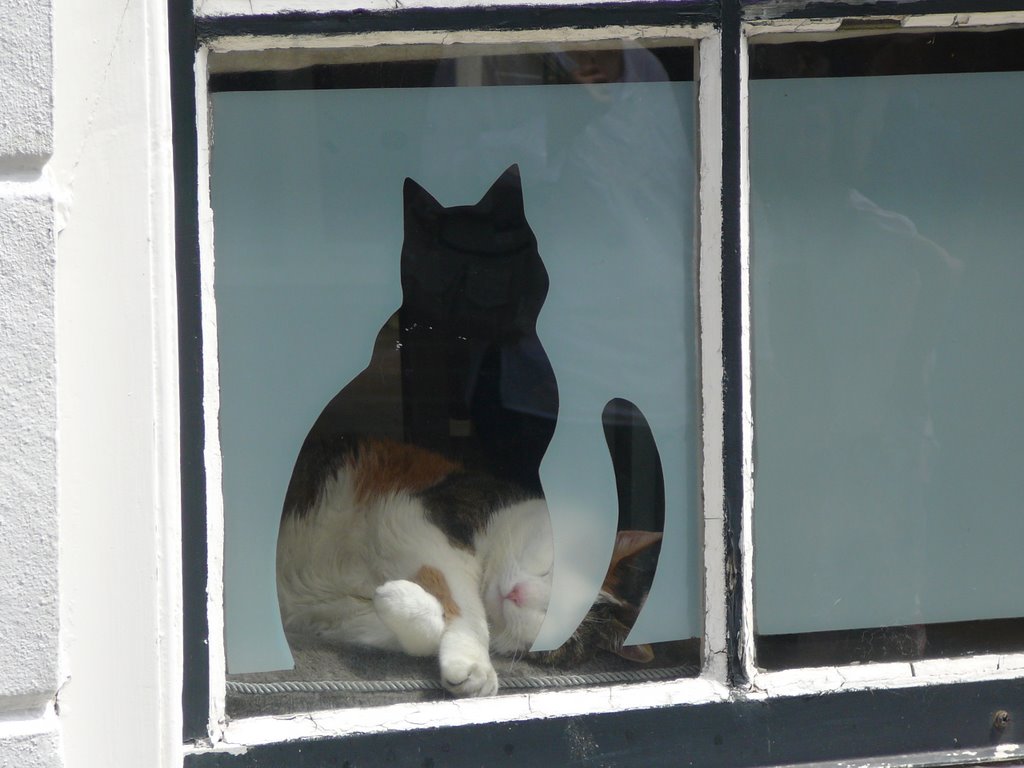 Cat in a window by us*image