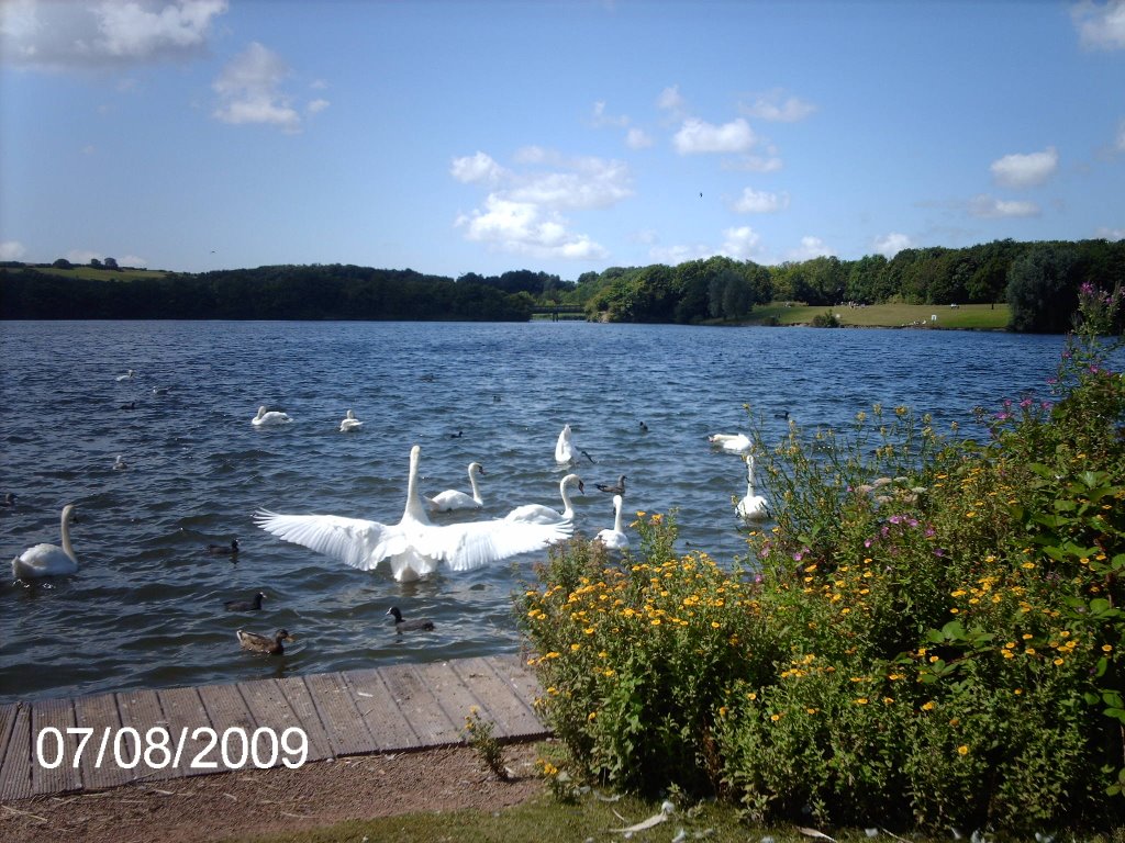 Swan spreading her wings by amberand