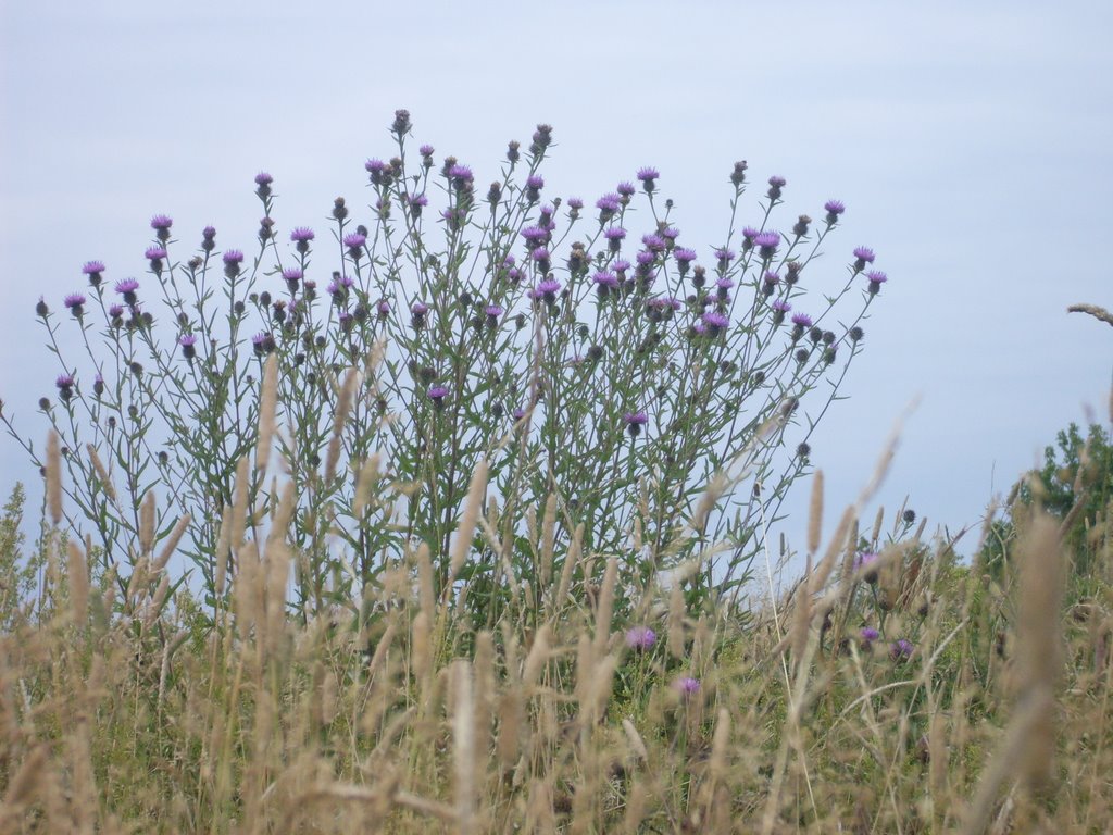 GRASSES AND THISTLE BUSH NEAR BRADWELL-ON-SEA, ESSEX, UK by Elizabeth H. Roome