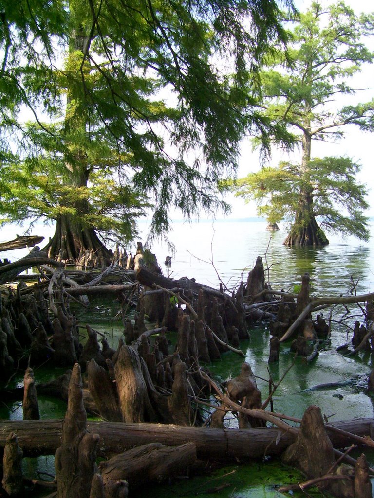 Reelfoot Lake by Tim Jansa