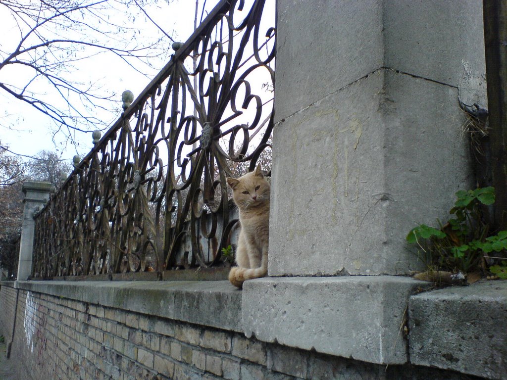 Cat at the fence of the bishop's residence in Varna by Yasen Shinev