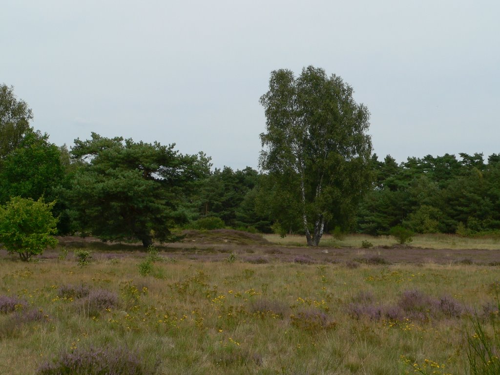 Addensdorfer Heide by superhillu