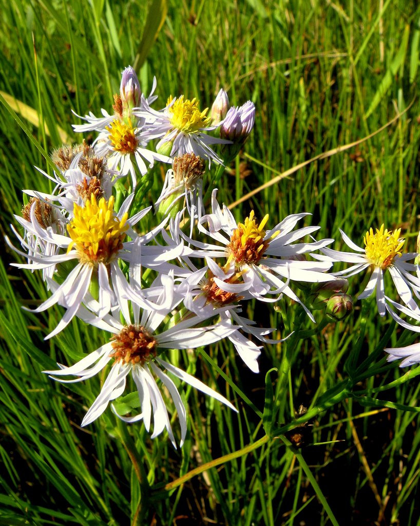 Sea aster (Aster tripolium) by SuMaKa