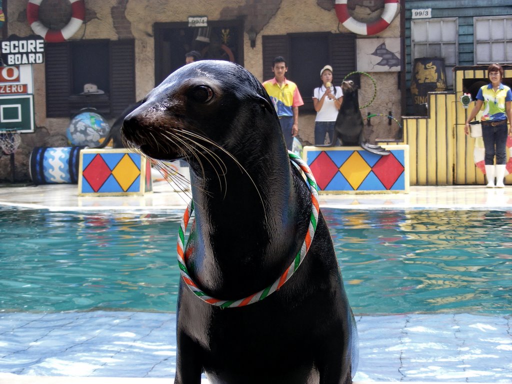 Sea lion Show Safari World by chinnawat39782