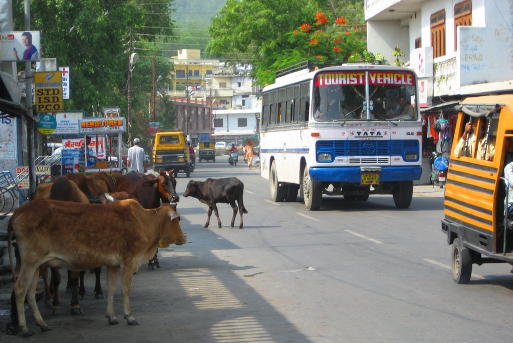 Cows on the Road by Siddhartha Krishna