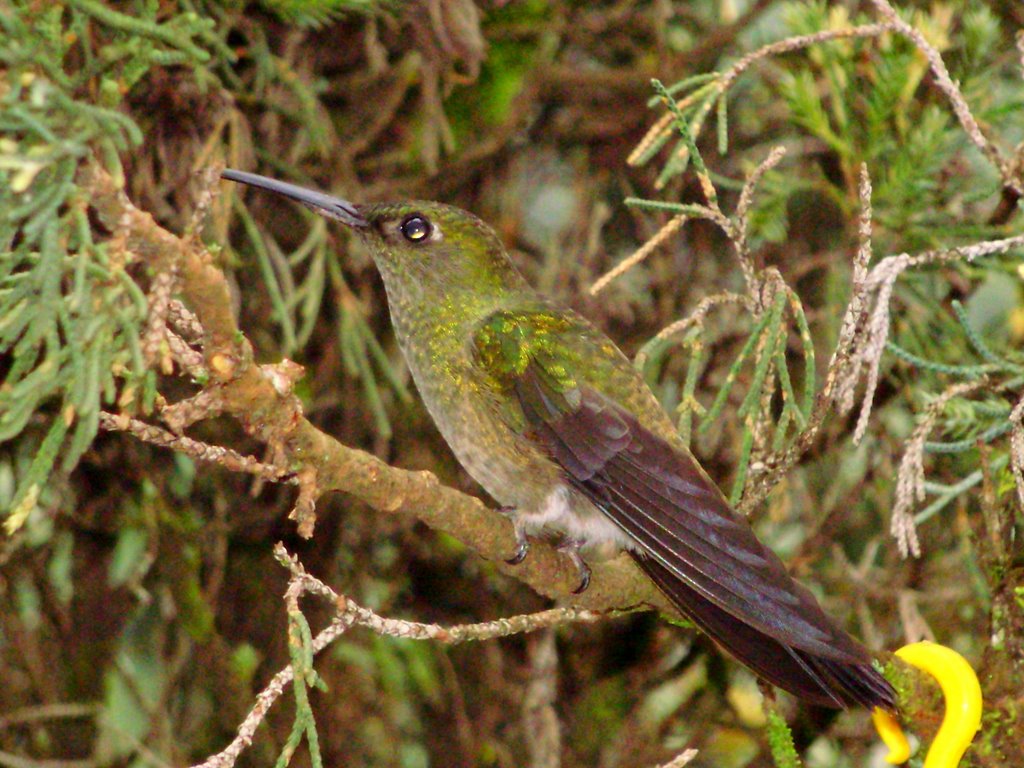 Beija Flor (Colibri) by Sandro Salomon