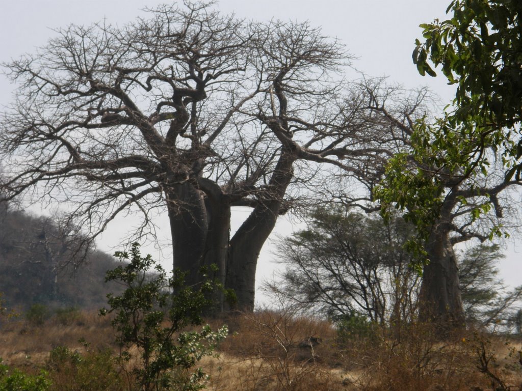 Baobab a Tarangire by Enric Garcia