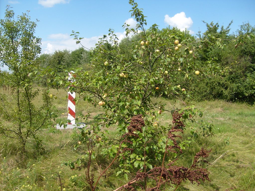 Jabłoń przygraniczna by paweł páll ævar