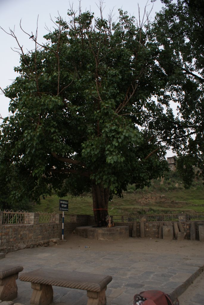 Mango Gardens of Adalpur by Neeraj Chaudhary