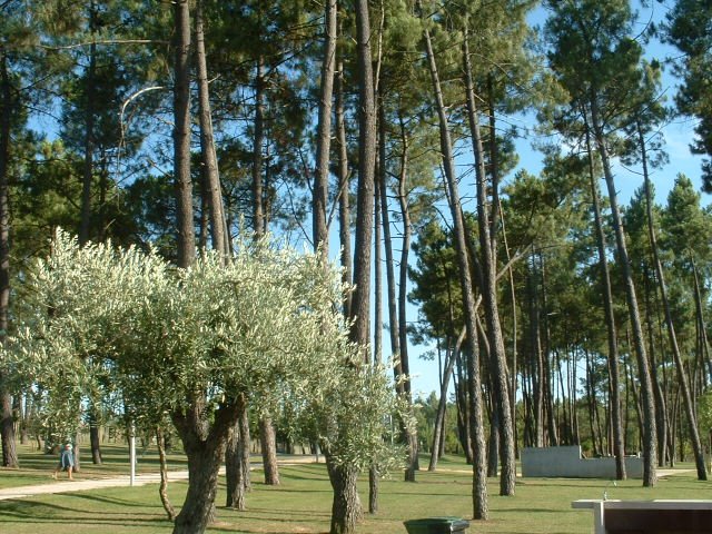 Parque Urbano de São Lourenço by eduardosilva29