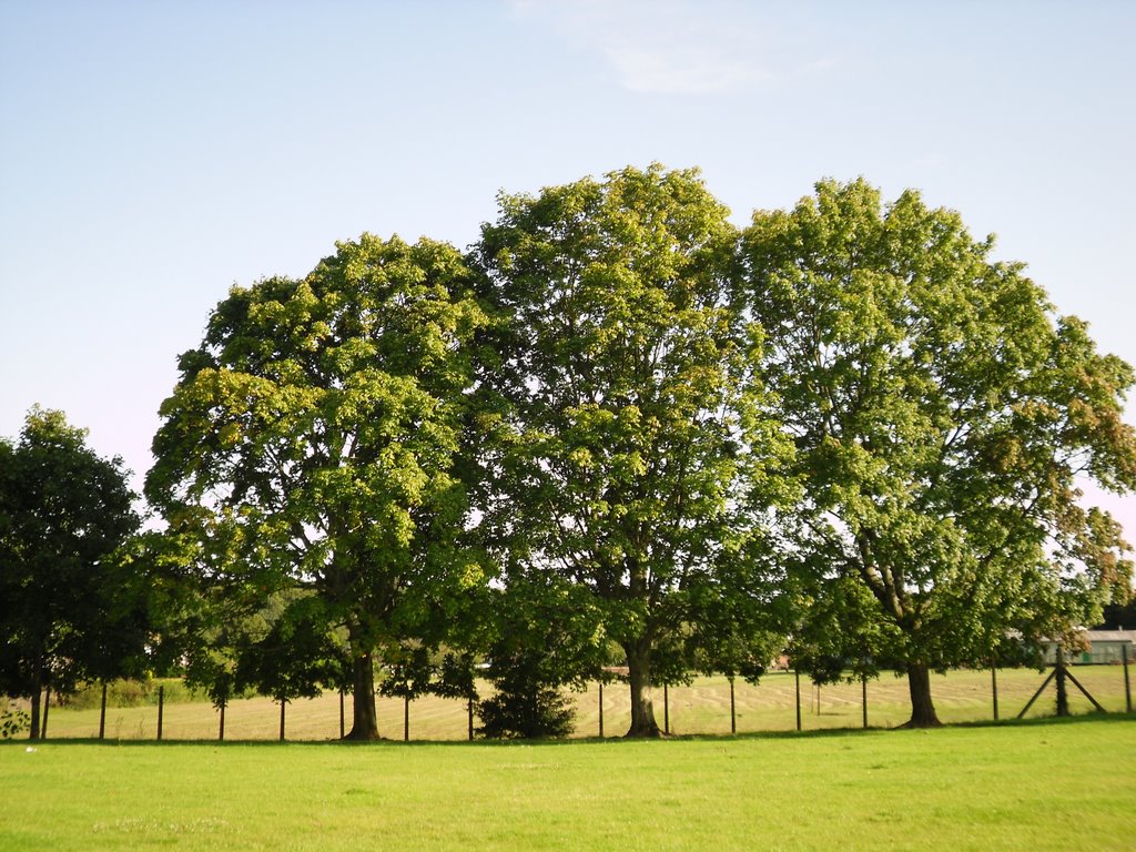 St Patricks Look-a-like tree by pano43