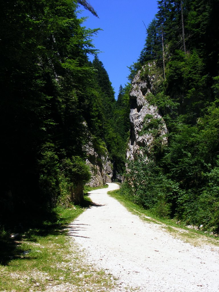 Road to Zarnesti by pirrilaci