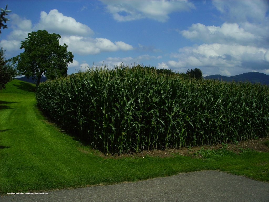 Wetzikon, Switzerland by Jenö