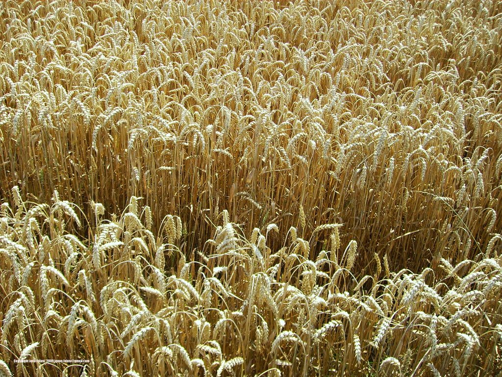 Cornfield by Jenö