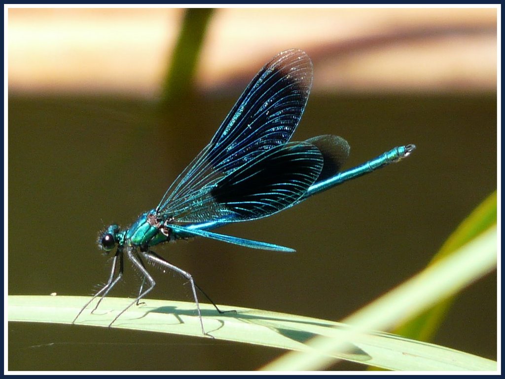 Gebänderte Prachtlibelle (Calopteryx splendens) Banded Demoiselle by ©junebug