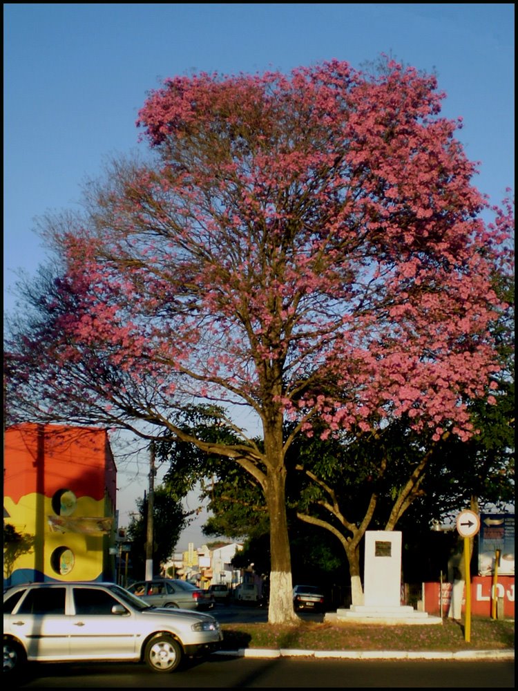 Ipê Rosa - Trevo Com Acesso Ao Passeiódromo by PRADO-BR2