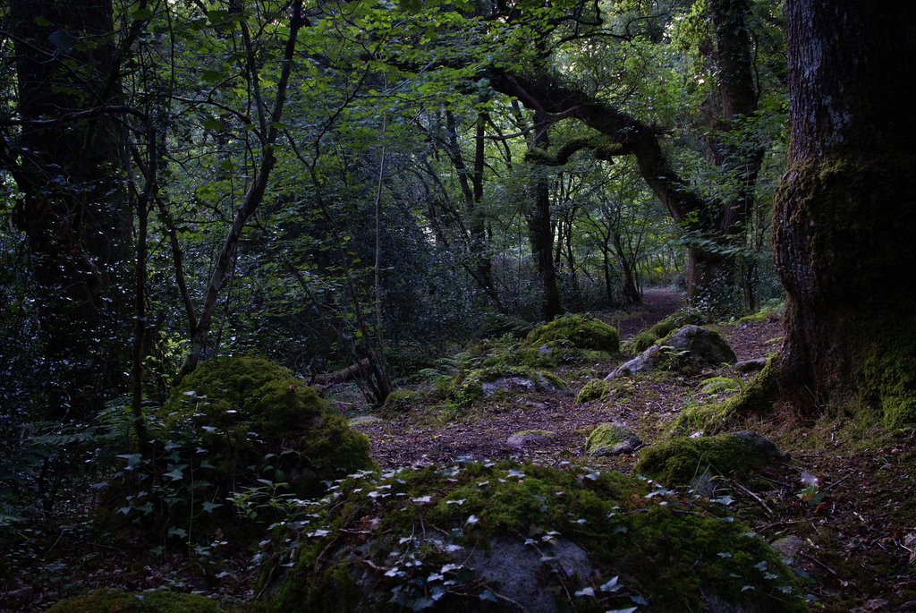 Blackaton Copse, Dartmoor. by andrewhead