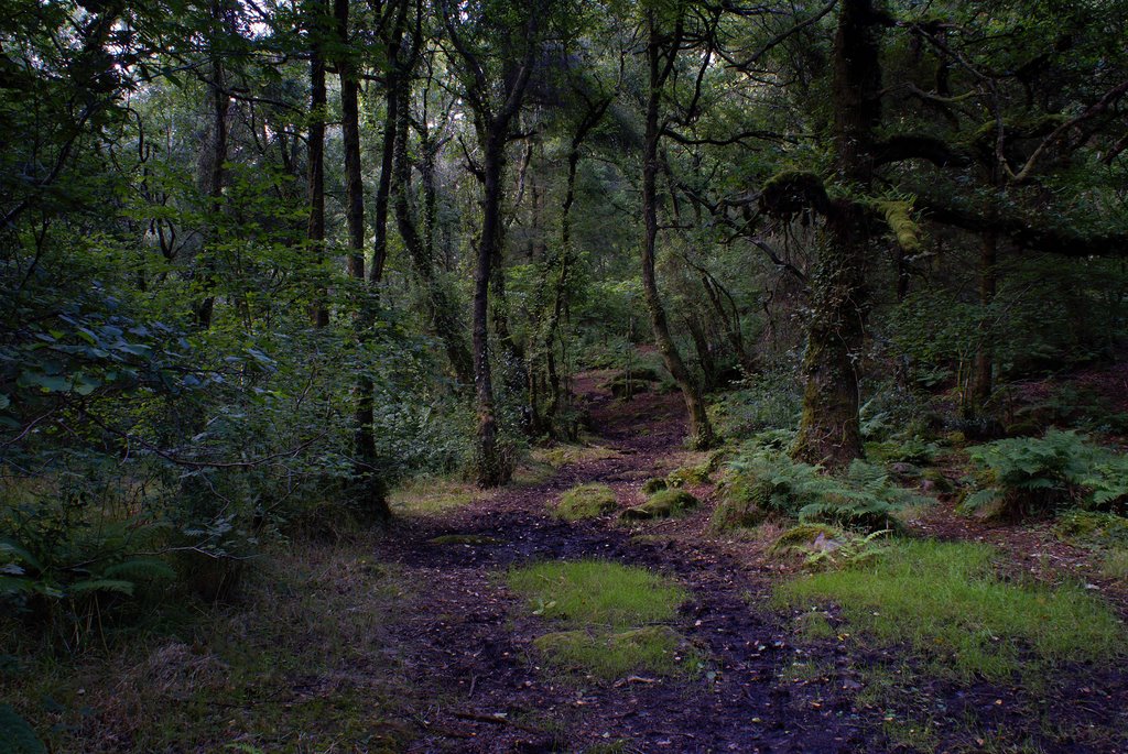 Blackaton Copse, Dartmoor. by Andrew Head