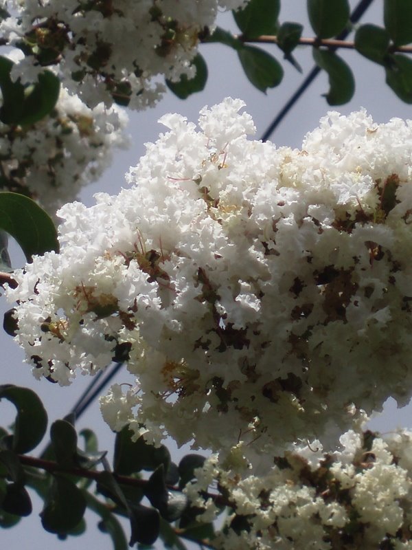 Crape myrtle by Kiyoshi Fujimoto