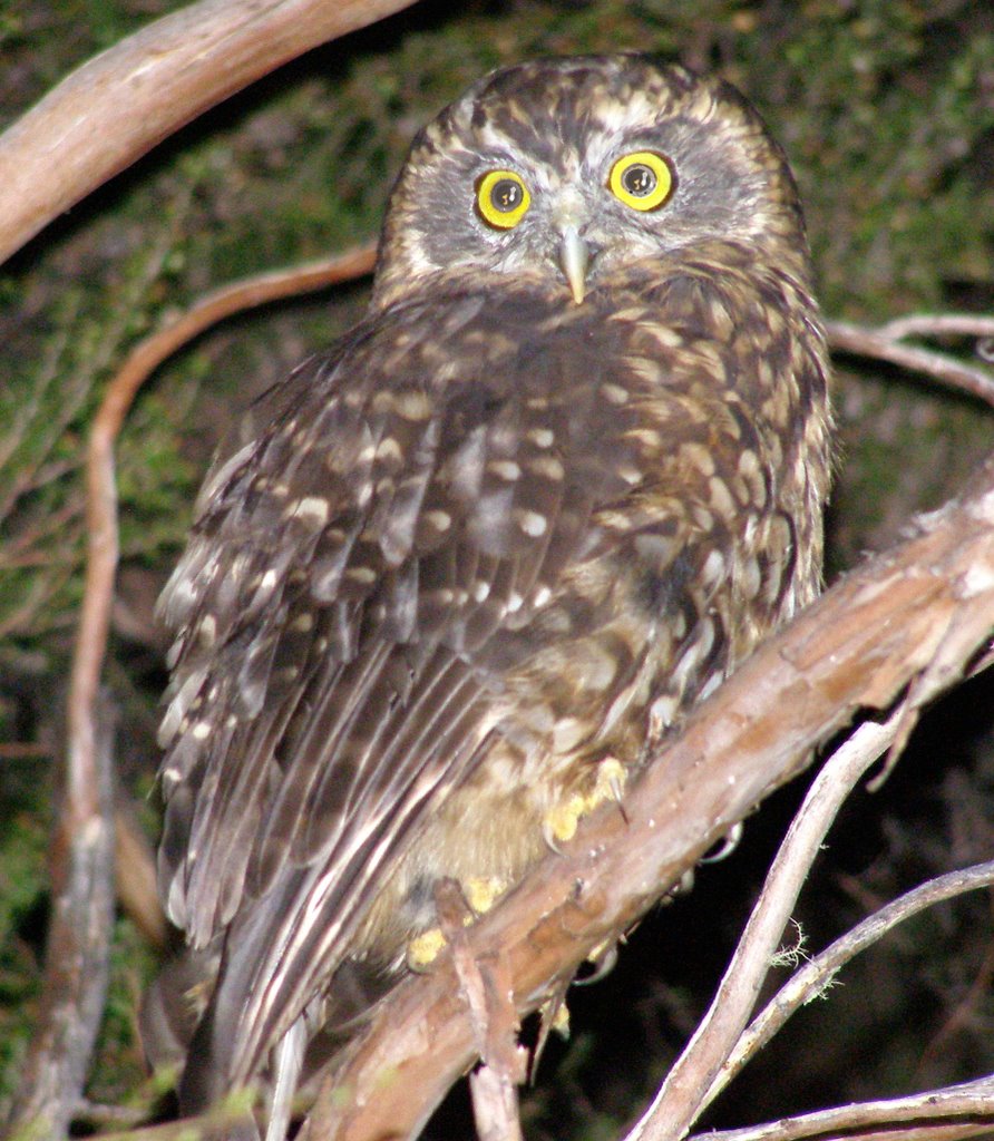 Morepork at rotoiti nz by jonitsu