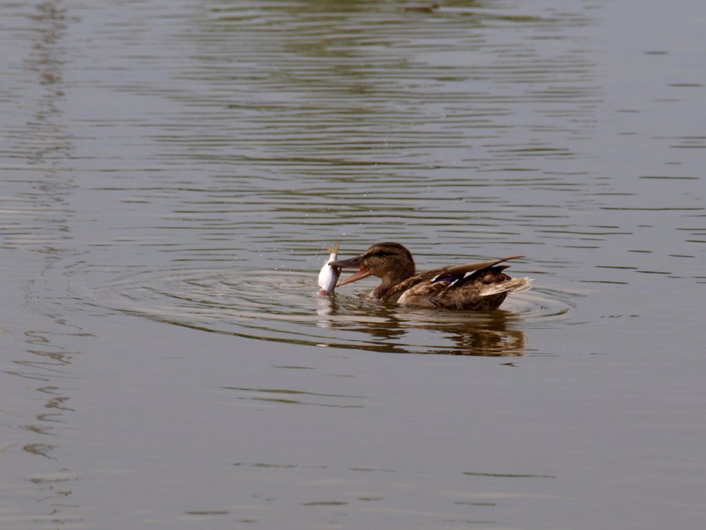 Halász kacsa, Fisher Duck by P_Taki