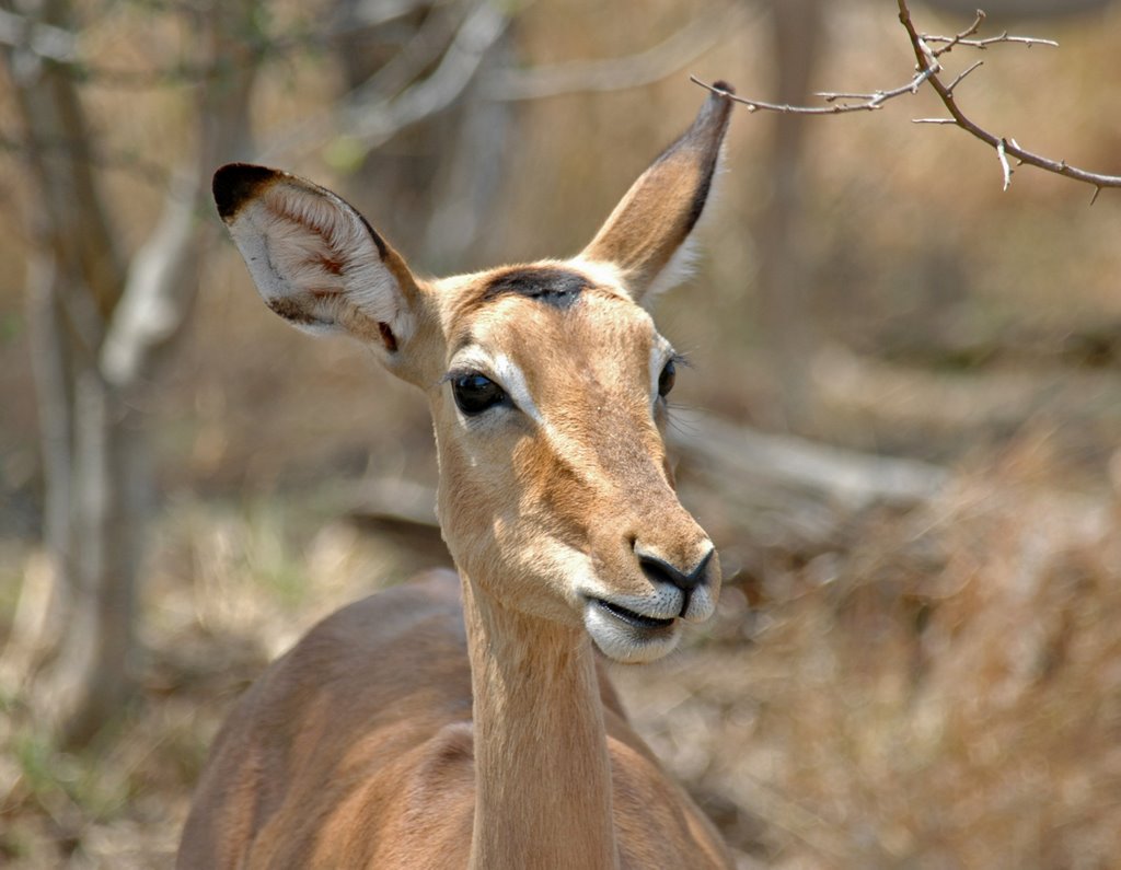 Impala by Kawasaki1100