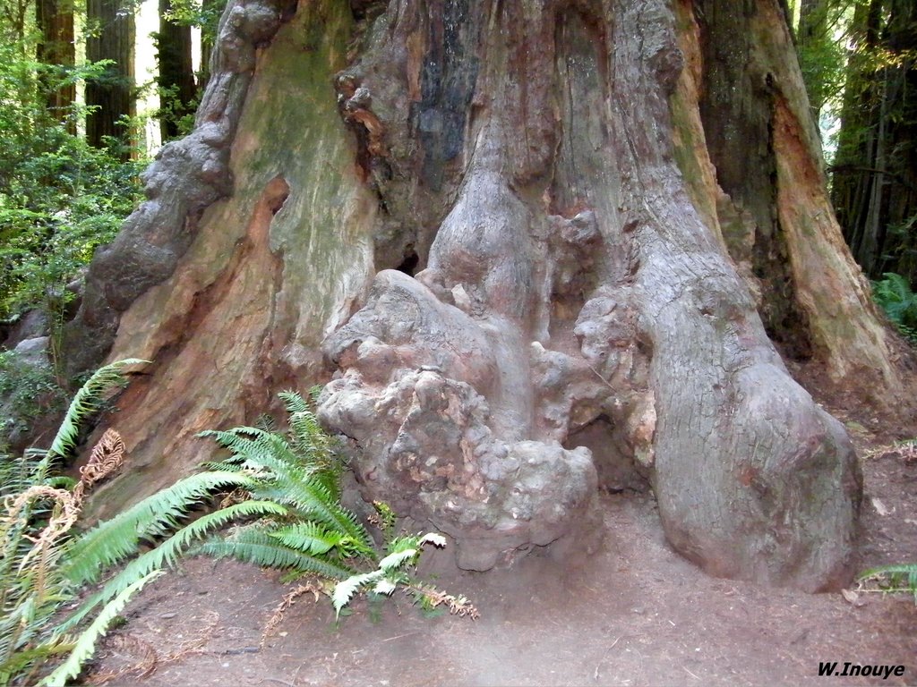 Jedediah Smith Redwoods State Park by Gartenteich