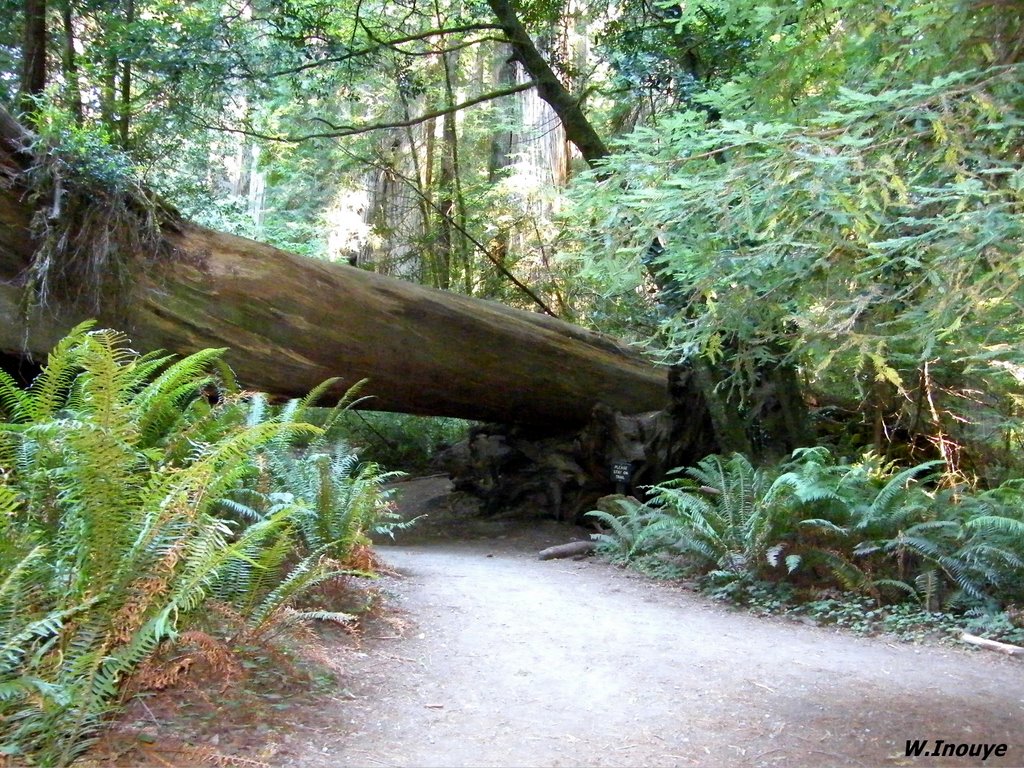 Jedediah Smith Redwoods State Park by Gartenteich