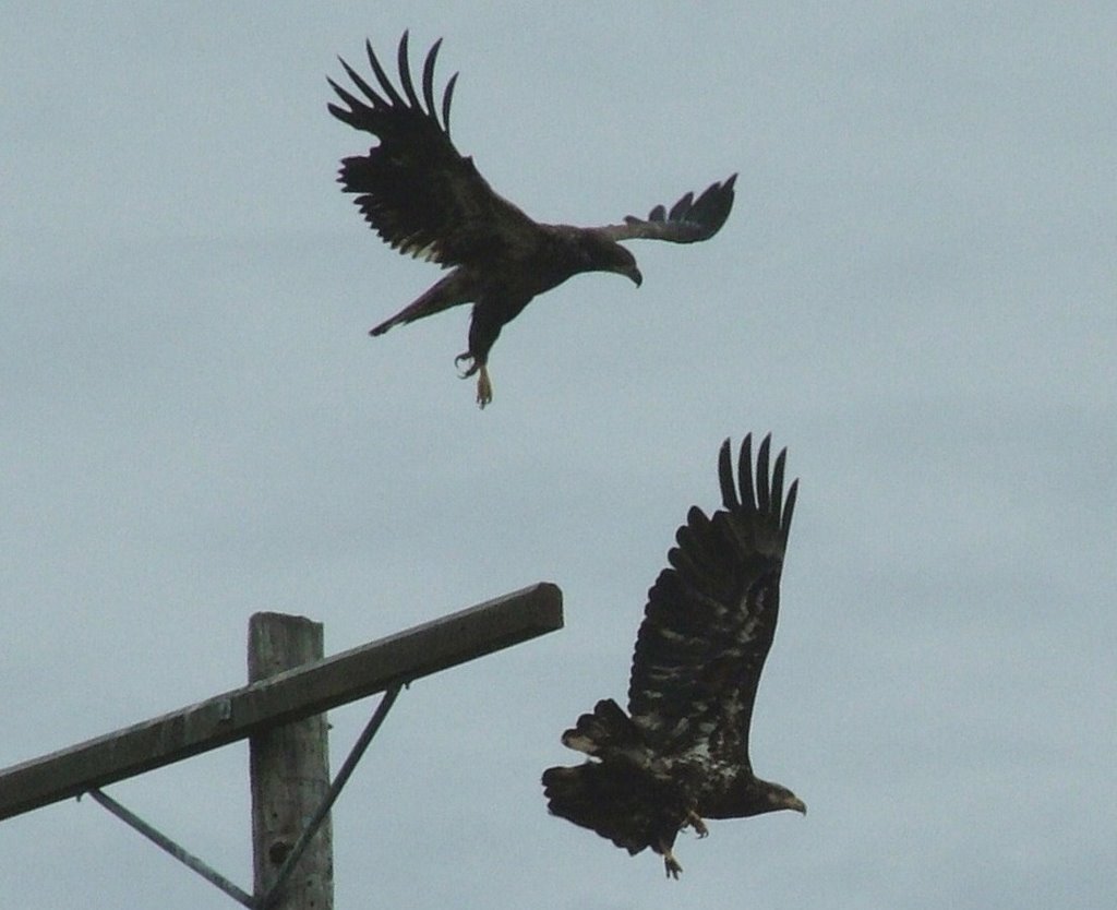 Sea Eagles, Campbell River, BC, Canada by A Shropshire Lad