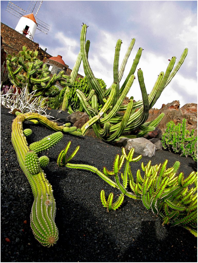 Giardino dei cactus by albertomerisio