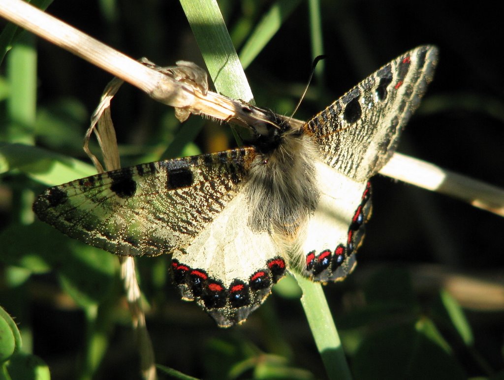 Butterfly Archon apollinus by Yehiam Salts