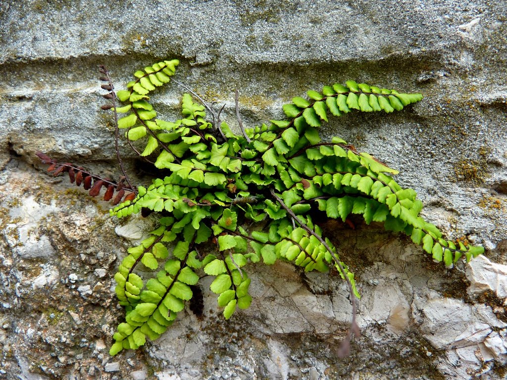 Asplenium thrichomanes (Maidenhair spleenwort/Der Braunstielige Streifenfarn) by thor☼odin™