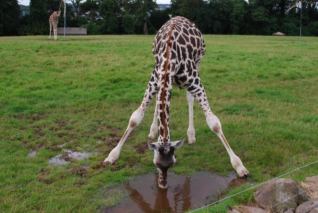 Thirsty work by Rob Johnson