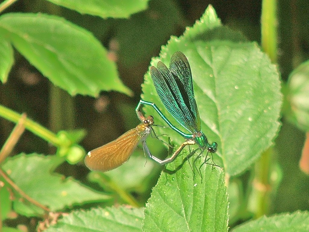 Caught in the act! by Graham Willetts