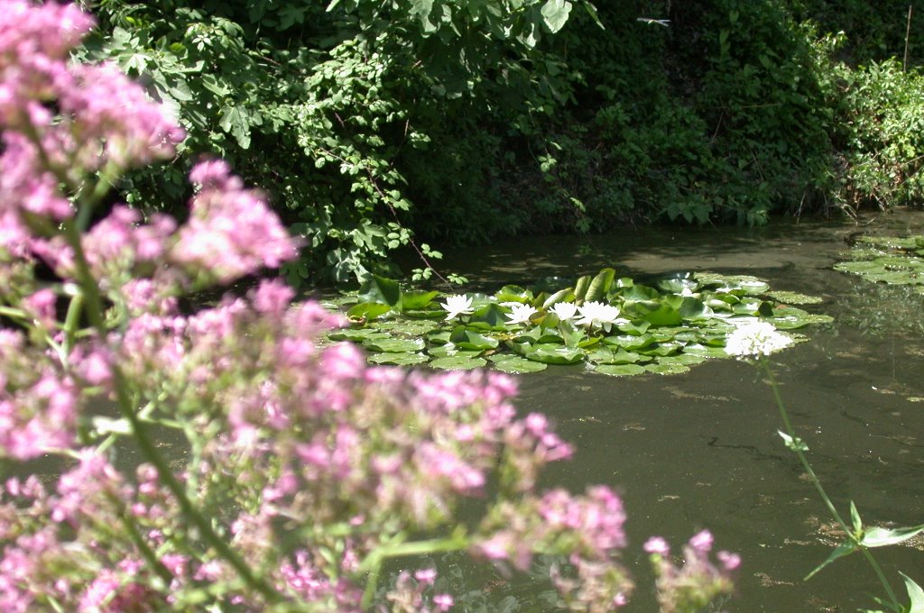 Gradina Botanica by DavidTudor