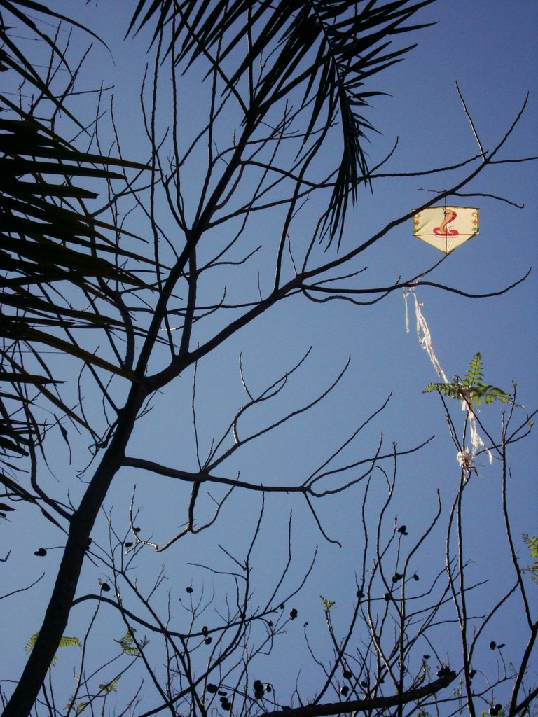 Pipa na árvore - Parque Pref. Luiz Roberto Jábali - Ribeirão Preto - SP by Roselito Fávero da S…