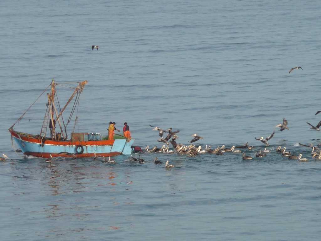 Pelicanos, Mancora by rickyup