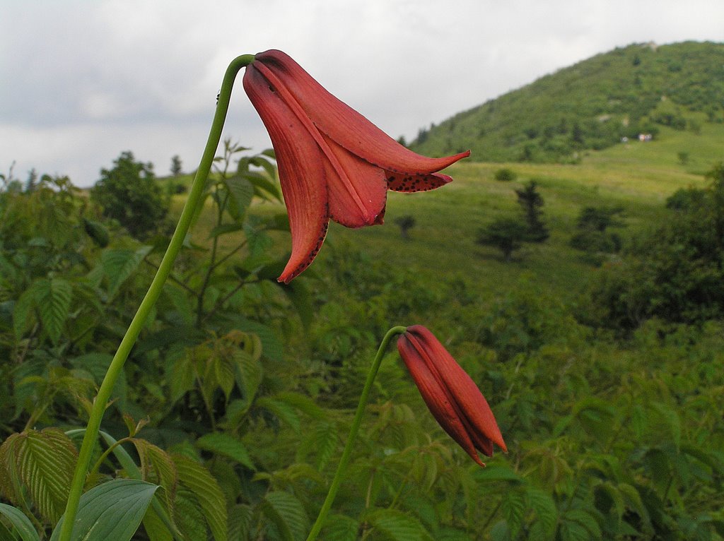 Bell-shaped and rare Gray's Lily by Cliff Neill