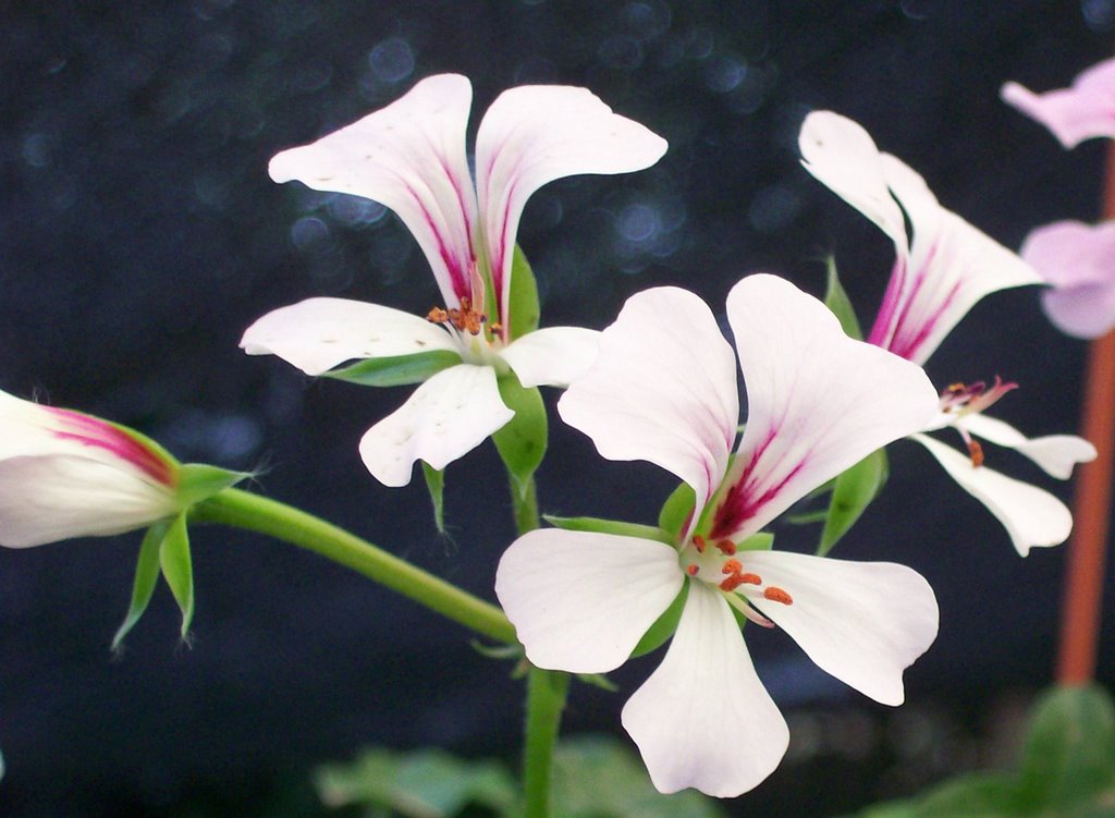 pelargonium by Ricardo Ciotti