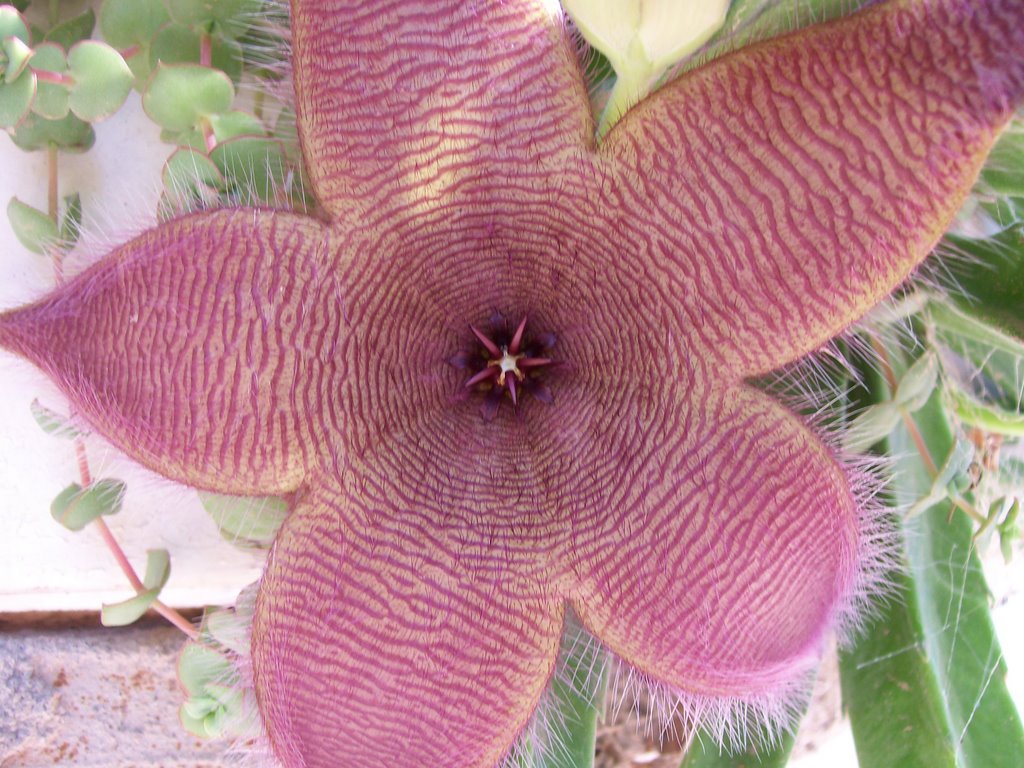 Stapelia grandiflora by Ricardo Ciotti