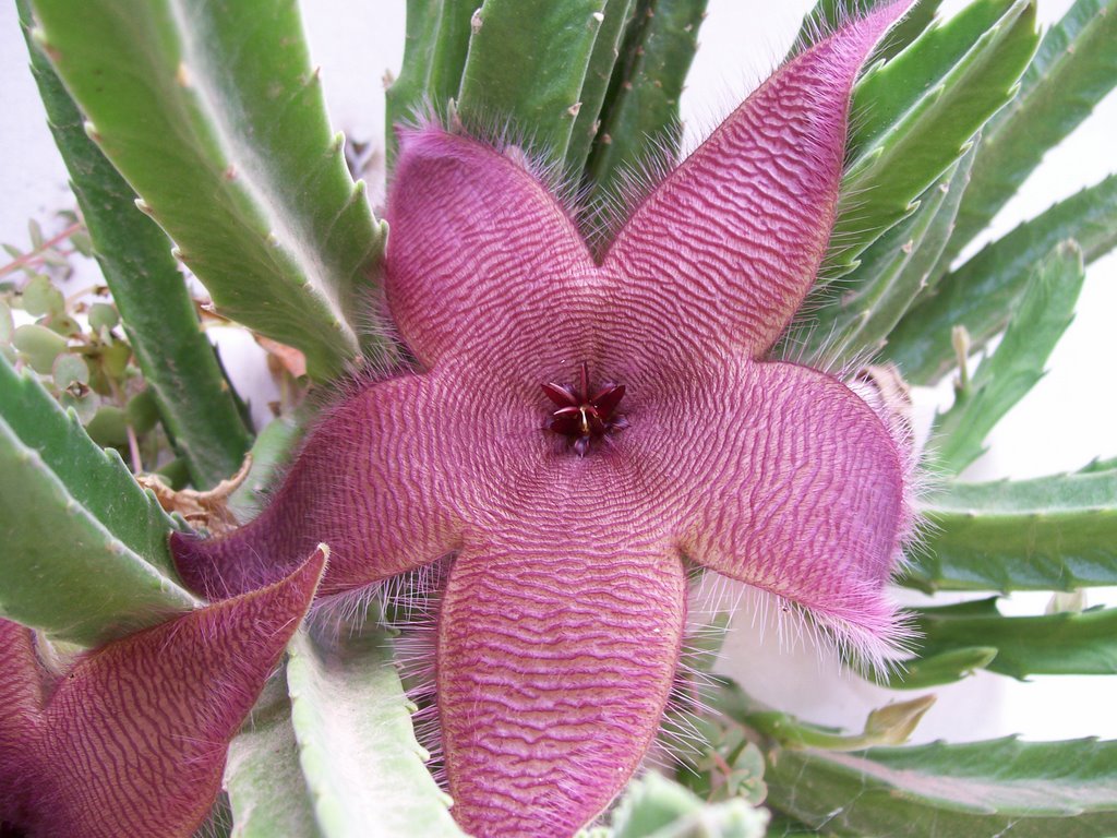 Stapelia grandiflora by Ricardo Ciotti