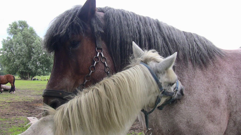 A lovely couple by Animal Place by John de Crom