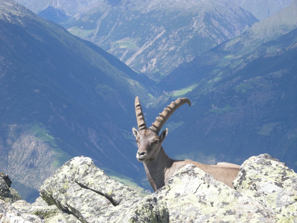 Bock beim Naturnser Hochwart by Lieven Luypaert