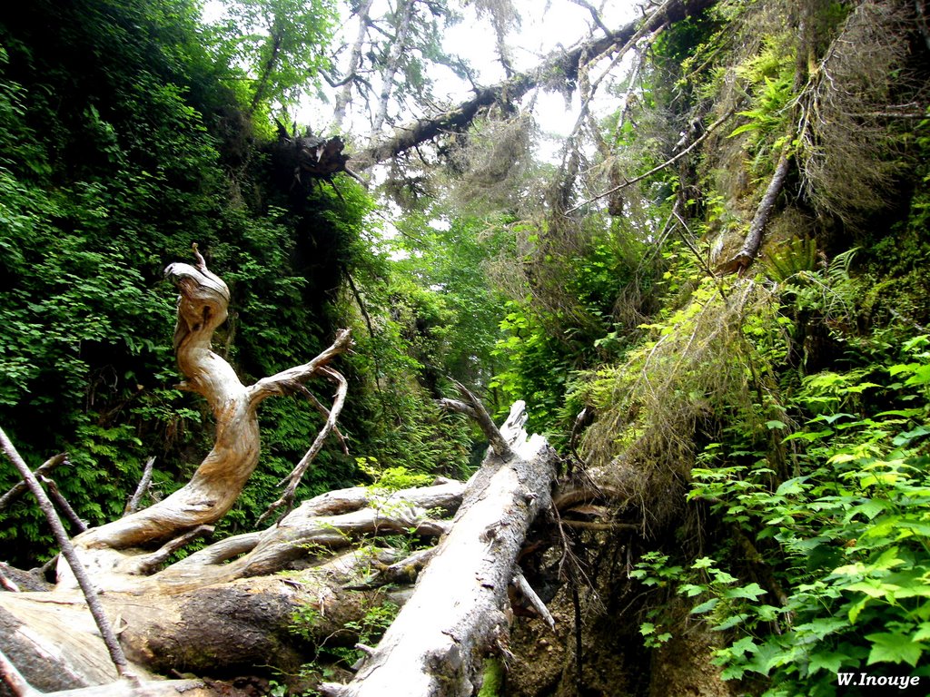 Fern Canyon by Gartenteich