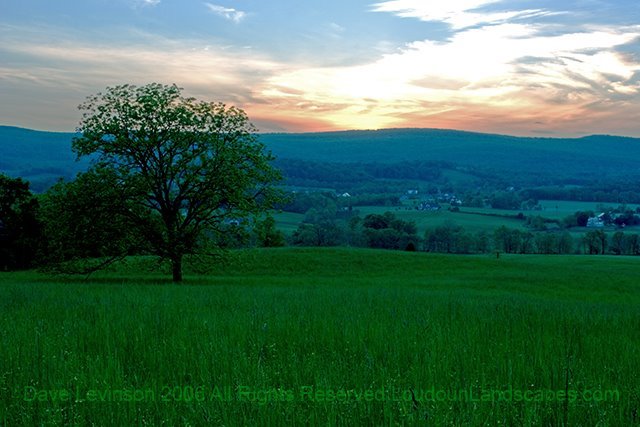 Honey Locus Pasture by Dave Levinson