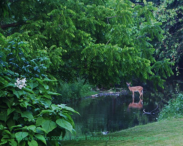 Dipping Deer by Dave Levinson