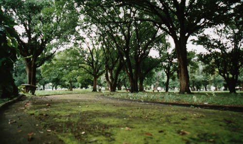 Bosques da Praça da Bandeira by cleutony